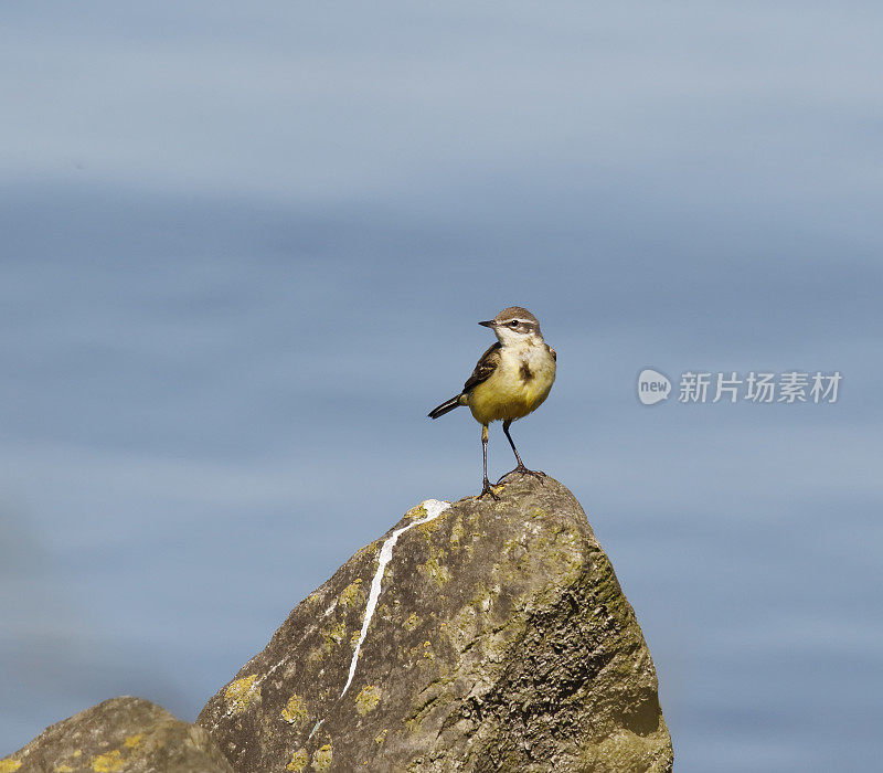 黄Wagtail (Motacilla flava)幼鸟